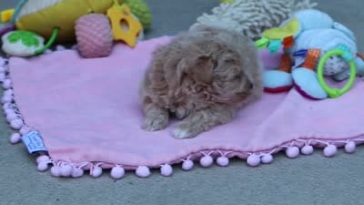 Taylor, a female Maltipoo for sale in Dundee, OH – 6 of 6