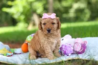 Lila, a female Miniature Goldendoodle for sale in Dundee, OH – 3 of 10