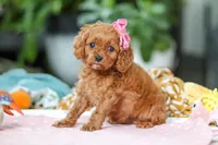 Penny, a female Cavapoo for sale in Dundee, OH – Photo 6 of 6