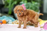 Penny, a female Cavapoo for sale in Dundee, OH – Photo 4 of 6