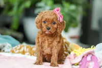Penny, a female Cavapoo for sale in Dundee, OH – Photo 1 of 6