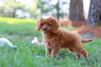 Penny, a female Cavapoo for sale in Dundee, OH – Photo 4 of 8