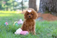Penny, a female Cavapoo for sale in Dundee, OH – Photo 7 of 8