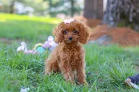 Penny, a female Cavapoo for sale in Dundee, OH – Photo 3 of 8