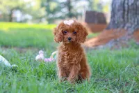 Penny, a female Cavapoo for sale in Dundee, OH – Photo 1 of 8