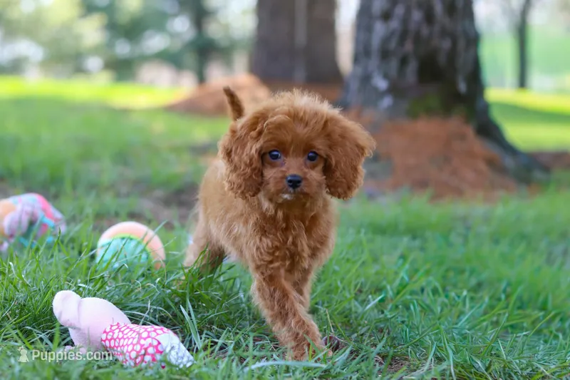 Penny – Cavapoo puppy for sale in Dundee, OH