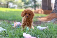 Penny, a female Cavapoo for sale in Dundee, OH – Photo 8 of 8