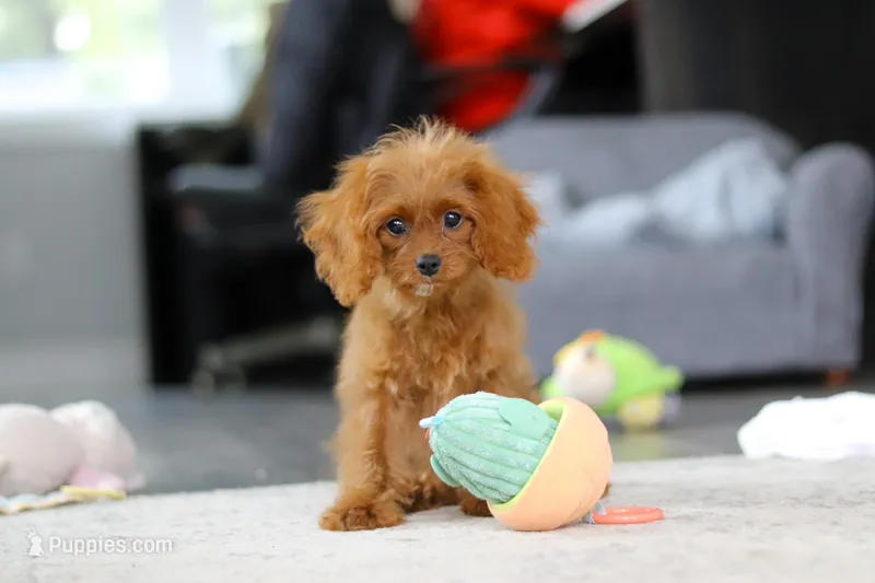 Penny – Cavapoo puppy on hold in Dundee, OH