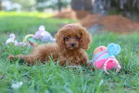 Penny, a female Cavapoo for sale in Dundee, OH – Photo 6 of 8