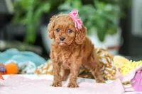 Penny, a female Cavapoo for sale in Dundee, OH – Photo 5 of 6