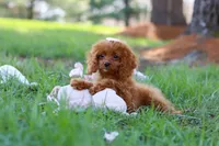 Penny, a female Cavapoo for sale in Dundee, OH – Photo 5 of 8