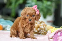 Penny, a female Cavapoo for sale in Dundee, OH – Photo 2 of 6