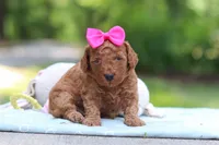 Jewel, a female Miniature Goldendoodle for sale in Dundee, OH – 4 of 9