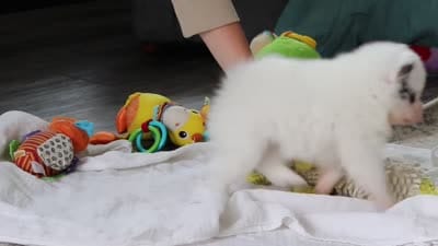 Daisy, a female Pomeranian for sale in Dundee, OH – 6 of 6