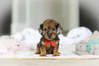 AKC Oscar, a male Miniature Dachshund for sale in Dundee, OH – 7 of 8