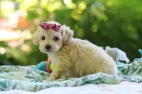 Heidi, a female Maltipoo for sale in Dundee, OH – 4 of 6