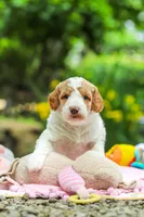 AKC Blossom, a female Poodle - Standard  for sale in Dundee, OH – 9 of 10