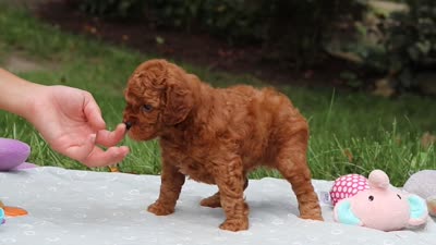 Ace, a male Goldendoodle for sale in Dundee, OH – 9 of 9
