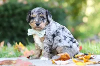 Emmett, a male Miniature Aussiedoodle for sale in Dundee, OH – 7 of 10