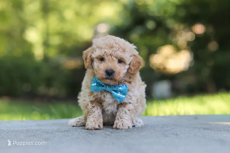 AKC Kent – Poodle - Toy  puppy for sale in Dundee, OH