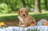 AKC Leo, a male Poodle - Standard  for sale in Dundee, OH – 2 of 7