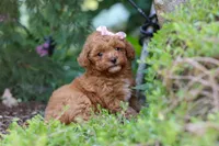 Leah, a female Poodle - Toy  for sale in Dundee, OH – 2 of 10