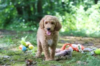 AKC Leo, a male Poodle - Standard  for sale in Dundee, OH – 2 of 6