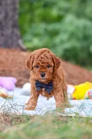 Ace, a male Goldendoodle for sale in Dundee, OH – 6 of 9