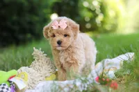 Taylor, a female Maltipoo for sale in Dundee, OH – 4 of 10