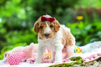 AKC Millie, a female Poodle - Standard  for sale in Dundee, OH – 5 of 10