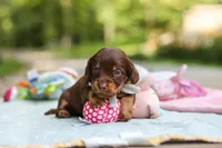 Maverick, a male Miniature Dachshund for sale in Dundee, OH – 6 of 10