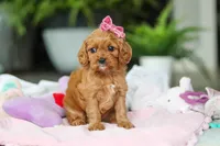 Maple, a female Cavapoo for sale in Dundee, OH – Photo 2 of 5