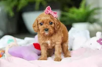 Maple, a female Cavapoo for sale in Dundee, OH – Photo 4 of 5
