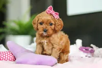 Maple, a female Cavapoo for sale in Dundee, OH – Photo 5 of 5
