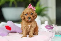 Maple, a female Cavapoo for sale in Dundee, OH – Photo 3 of 5