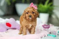 Maple, a female Cavapoo for sale in Dundee, OH – Photo 1 of 5