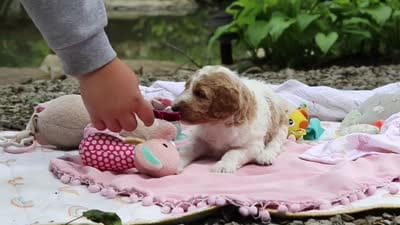 AKC Millie, a female Poodle - Standard  for sale in Dundee, OH – 10 of 10
