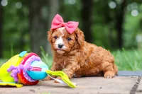 Natasha, a female Cavapoo for sale in Dundee, OH – 9 of 10