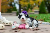 Lala, a female Bernedoodle for sale in Dundee, OH – 4 of 6