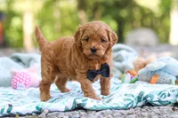 Wally, a male Cavapoo for sale in Dundee, OH – 6 of 10