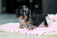 AKC Ruby, a female Miniature Dachshund for sale in Dundee, OH – 5 of 6