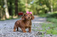 AKC Elle, a female Miniature Dachshund for sale in Dundee, OH – 6 of 8