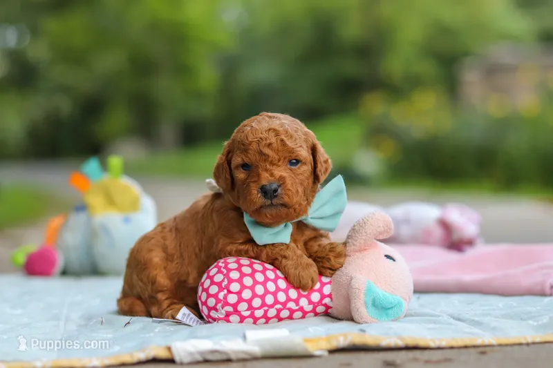 Clark – Goldendoodle puppy for sale in Dundee, OH