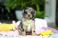 Austin, a male Miniature Aussiedoodle for sale in Dundee, OH – Photo 4 of 7