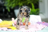 Austin, a male Miniature Aussiedoodle for sale in Dundee, OH – Photo 7 of 7