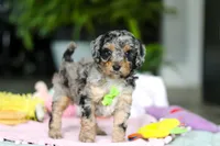 Austin, a male Miniature Aussiedoodle for sale in Dundee, OH – Photo 2 of 7