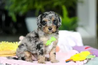 Austin, a male Miniature Aussiedoodle for sale in Dundee, OH – Photo 3 of 7