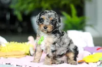 Austin, a male Miniature Aussiedoodle for sale in Dundee, OH – Photo 5 of 7