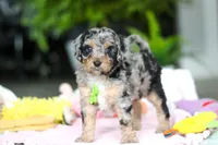Austin, a male Miniature Aussiedoodle for sale in Dundee, OH – Photo 6 of 7