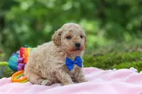 AKC Kent, a male Poodle - Toy  for sale in Dundee, OH – 8 of 10